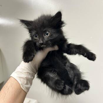 Olive Oyl -  Domestic Medium Hair Cat for Adoption in Reno, Nevada - Olive Oyl | PetCurious