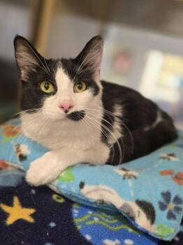 Mustaccio       GFRCC -  Domestic Medium Hair Cat for Adoption in Metamora, Illinois - Mustaccio       GFRCC | PetCurious