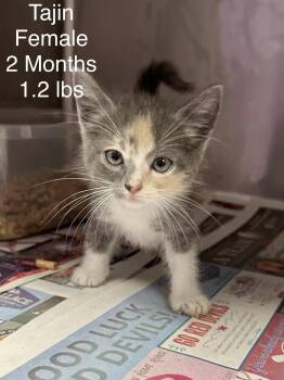Sylvie -  Domestic Short Hair Cat for Adoption in Gainesville, Virginia - Sylvie | PetCurious