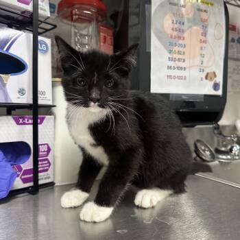 Carlsbad -  Domestic Long Hair Cat for Adoption in League City, Texas - Carlsbad | PetCurious