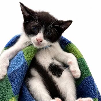 Tux -  Domestic Short Hair Cat for Adoption in Columbiana, Alabama - Tux | PetCurious