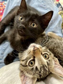 Rescue Domestic Short Hair Cats for Adoption in Arlington, Washington - Starsky | PetCurious