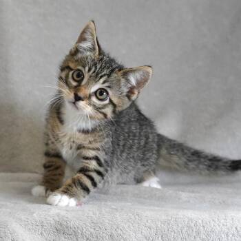 Bramble -  Domestic Short Hair Cat for Adoption in Sunnyvale, California - Bramble | PetCurious