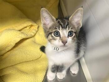Domestic Short Hair Cats Available for Adoption in Tustin, California - MATILDA | PetCurious