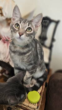 Rescue Domestic Short Hair Cats for Adoption in Mission Viejo, California - Tom Collins | PetCurious