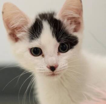 Domestic Short Hair Cats Available for Adoption in Topeka, Kansas - **Cat Cafe** Moby | PetCurious