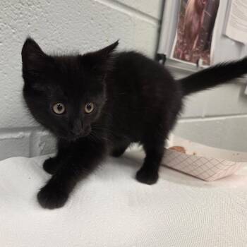 Grimm -  Domestic Medium Hair Cat for Adoption in Chattanooga, Tennessee - Grimm | PetCurious