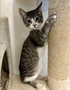 Rescue Domestic Short Hair Cats for Adoption in Sonora, California - Steven | PetCurious