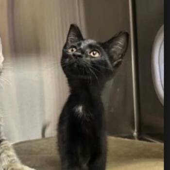 Octagon -  Domestic Short Hair Cat for Adoption in Collierville, Tennessee - Octagon | PetCurious