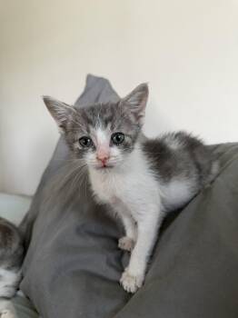 Fez -  Domestic Short Hair Cat Available for Adoption in Springfield, Massachusetts - Fez | PetCurious