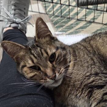 Mr. Meowgi -  Domestic Short Hair Cat for Adoption in Roanoke, Virginia - Mr. Meowgi | PetCurious