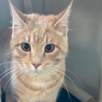Marbles -  Domestic Short Hair Cat for Adoption in New York, New York - Marbles | PetCurious