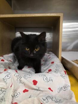 Domestic Medium Hair Cats Available for Adoption in Metamora, Illinois - Tenashi-Q | PetCurious