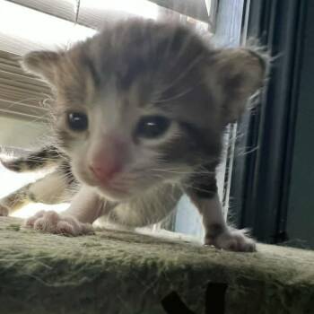 Buzz -  Domestic Short Hair Cat for Adoption in Harlingen, Texas - Buzz | PetCurious