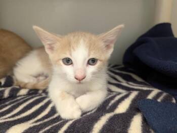 Domestic Short Hair Cats Available for Adoption in Salinas, California - BELLE | PetCurious