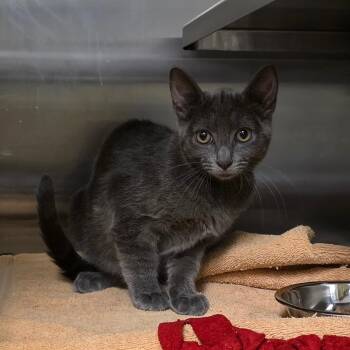 Florin -  Domestic Short Hair Cat for Adoption in Bristol, Indiana - Florin | PetCurious