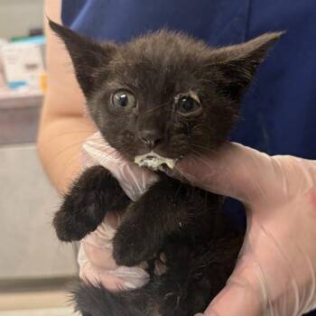 Toast-Purr -  Domestic Short Hair Cat for Adoption in Philadelphia, Pennsylvania - Toast-Purr | PetCurious