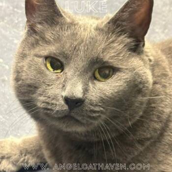 Luke -  Domestic Short Hair Cat for Adoption in Plainville, Massachusetts - Luke | PetCurious