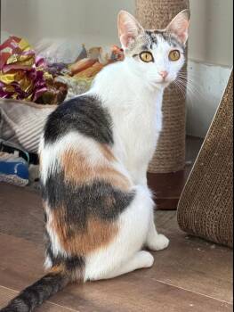 Ruby -  Domestic Short Hair Cat for Adoption in West Palm Beach, Florida - Ruby | PetCurious