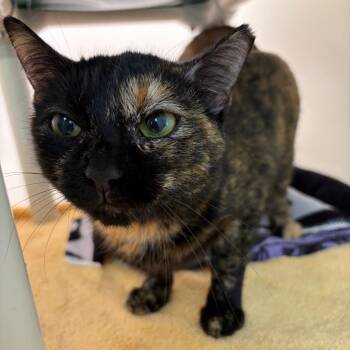 Moose -  Domestic Short Hair Cat for Adoption in Harrisonburg, Virginia - Moose | PetCurious