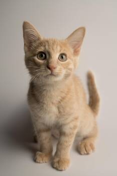 Boogie -  Domestic Short Hair Cat for Adoption in Stoughton, Wisconsin - Boogie | PetCurious