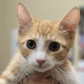 Skippy -  Domestic Short Hair Cat for Adoption in Wickenburg, Arizona - Skippy | PetCurious