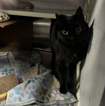 Luna -  Domestic Short Hair Cat for Adoption in Des Moines, Iowa - Luna | PetCurious