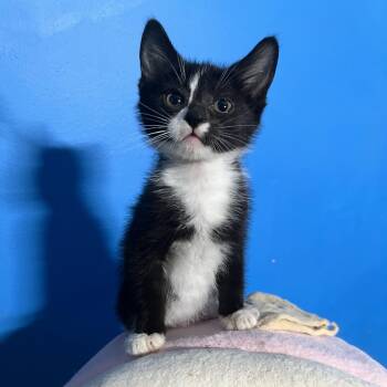 Sesame -  Domestic Short Hair Cat for Adoption in Elkton, Maryland - Sesame | PetCurious