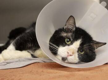 Domestic Short Hair Cats Available for Adoption in Phoenix, Arizona - ROCKIE | PetCurious