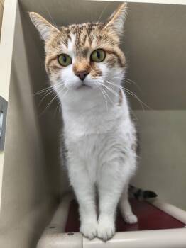 Millie (New) -  Domestic Short Hair Cat for Adoption in Saint Marys, Pennsylvania - Millie (New) | PetCurious