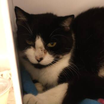 Peppermint -  Domestic Short Hair Cat for Adoption in Briarcliff Manor, New York - Peppermint | PetCurious