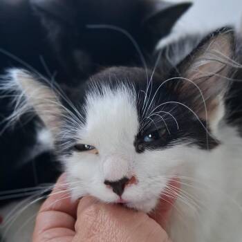 Oreo -  Domestic Long Hair Cat for Adoption in Marion, Illinois - Oreo | PetCurious