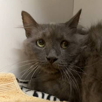 Rescue Domestic Medium Hair Cats for Adoption in Los Angeles, California - Dusty | PetCurious