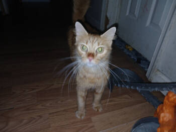 Rescue Tabby Cats for Adoption in Partlow, Virginia - Curley | PetCurious