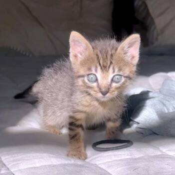 Rescue Domestic Short Hair Cats for Adoption in Austin, Texas - Zone Of The Dead 28 | PetCurious