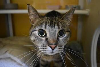 Regine -  Domestic Short Hair Cat for Adoption in Kansas City, Missouri - Regine | PetCurious