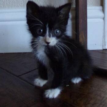 CARTER -  Domestic Medium Hair Cat for Adoption in Auburn, California - CARTER | PetCurious