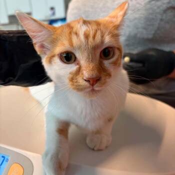 Dakota -  American Shorthair Cat for Adoption in Bethel, Connecticut - Dakota | PetCurious