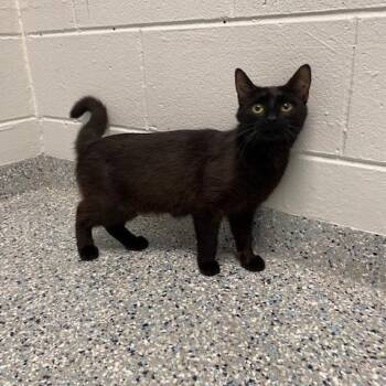 Lola -  Domestic Short Hair Cat for Adoption in Dayton, Ohio - Lola | PetCurious