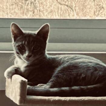 grayson -  Domestic Short Hair Cat for Adoption in Natick, Massachusetts - Grayson | PetCurious