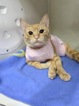 Rescue Tabby Cats for Adoption in Tavares, Florida - Shug | PetCurious