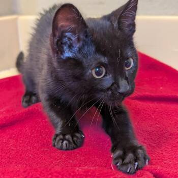 Zinnia -  Domestic Short Hair Cat for Adoption in Long Beach, California - Zinnia | PetCurious