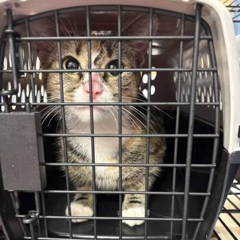 Ellis 3 -  Domestic Short Hair Cat for Adoption in Philadelphia, Pennsylvania - Ellis 3 | PetCurious