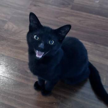Brooklyn -  Domestic Short Hair Cat for Adoption in Canal Winchester, Ohio - Brooklyn | PetCurious