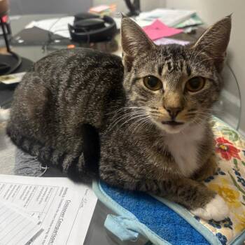 Misu -  Domestic Short Hair Cat for Adoption in Webster, Texas - Misu | PetCurious