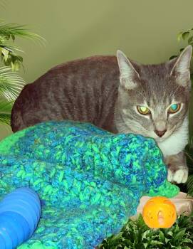 Tabby and Domestic Short Hair Cats Available for Adoption - Milo | PetCurious