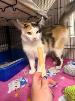 Aurora -  Domestic Medium Hair Cat for Adoption in Caro, Michigan - Aurora | PetCurious