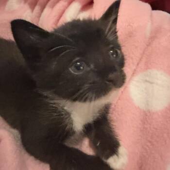 Hemi -  Domestic Short Hair Cat for Adoption in Bordentown, New Jersey - Hemi | PetCurious