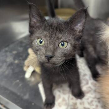 Layla -  Domestic Short Hair Cat for Adoption in Evansville, Indiana - Layla | PetCurious