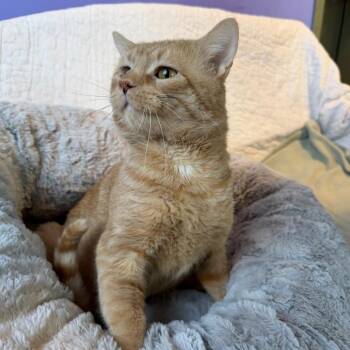 Ant -  Domestic Short Hair Cat for Adoption in Mankato, Minnesota - Ant | PetCurious